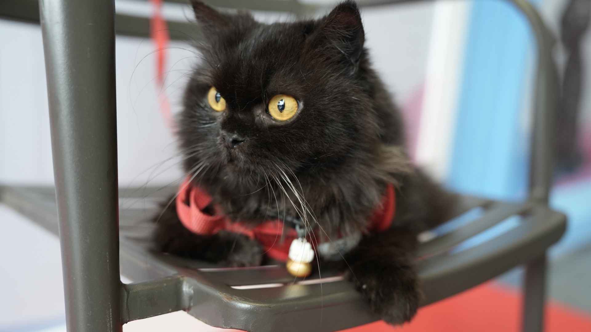 gatos paseando con correa